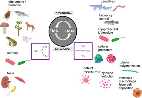 Balancing the Equation: A Natural History of Trimethylamine and Trimethylamine-N-oxide | Journal ...