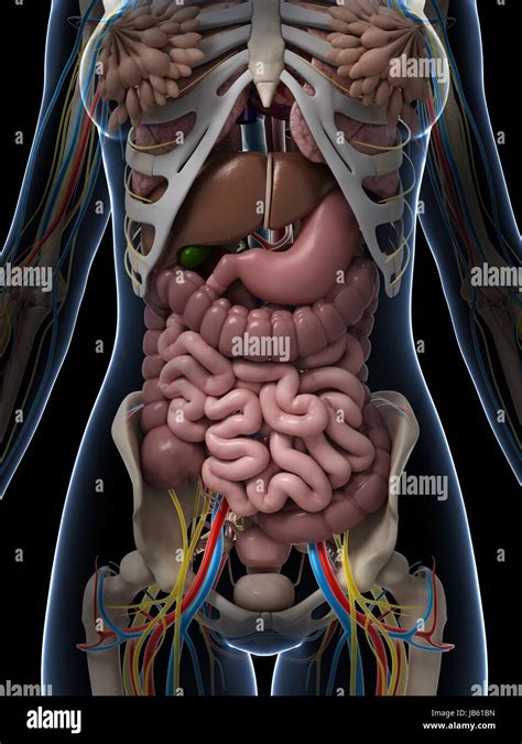 Diagram Of Internal Organs Female - Female Reproductive System Internal View Of The Uterus With ...