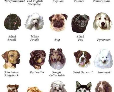 medium dog breeds list with pictures - Dog Breeders Guide