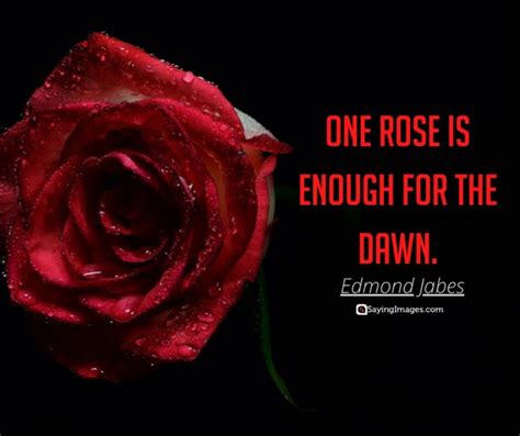 35 Amazing Roses Quotes That Celebrate Life's Beauty - SayingImages.com