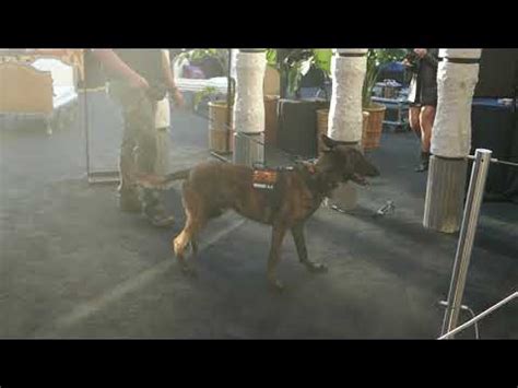 K9 Dog lumberland LA Premiere Jason Momoa Century City AMC 15 Theatre ...