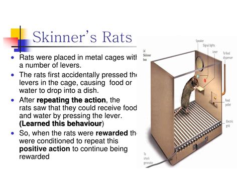 PPT - B. F. Skinner PowerPoint Presentation, free download - ID:9468525