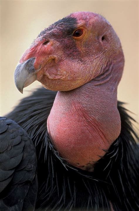 California condor | Wingspan, Habitat, Population, Endangered, & Facts ...