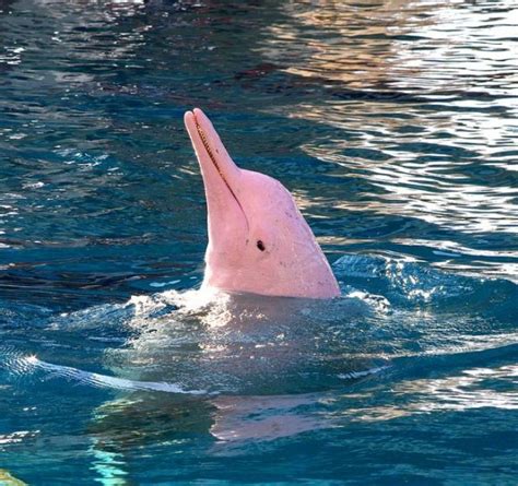 Super Rare Pink Dolphin Comes Out Of Hiding After 8 Years