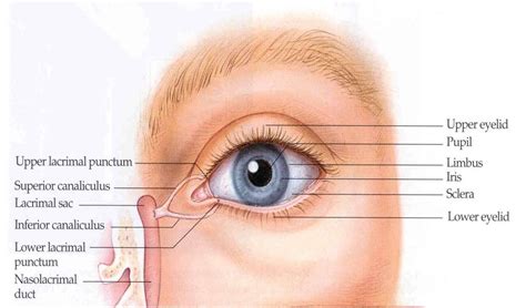 The Conjunctiva | Eye tutorial, Eye drawing, Anatomy