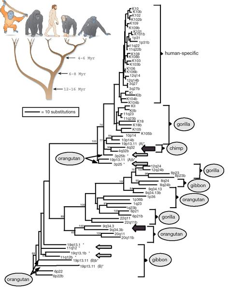 Los retrovirus endógenos y la predicción del árbol evolutivo de los mamíferos - La Ciencia de la ...