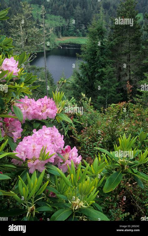Elbow Lake with Pacific rhododendron (Rhododendron macrophyllum ...