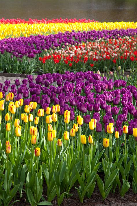 Colorful Tulips Free Stock Photo - Public Domain Pictures