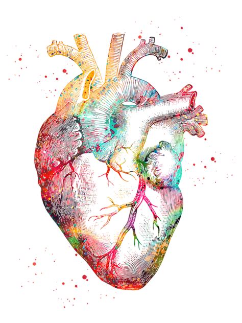 Human Heart Mini Art Print by erzebeth - Without Stand - 3" x 4" | Coração humano desenho ...