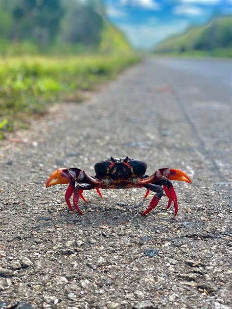 Red Jamaican Crab - American Oceans