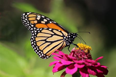 Update - The Monarch Butterfly: An Icon Endangered - HillNotes