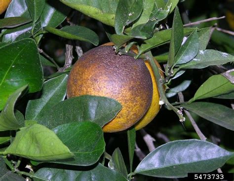 citrus rust mite (Phyllocoptruta oleivora)