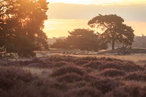 De Hoge Veluwe - Nationaal Park