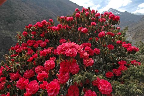 Rhododendron Forest in the Sagarmatha National Park, Himalaya, Nepal | GRID-Arendal