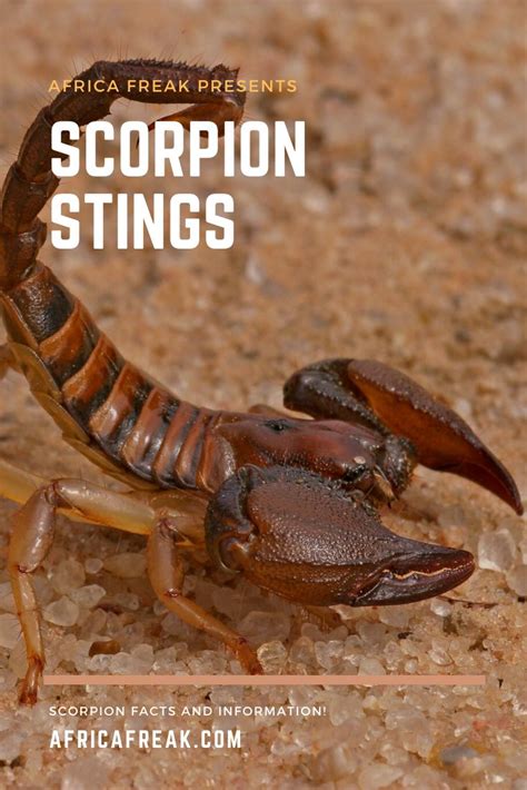 The Truth About a Scorpion Sting - Scorpion Facts and Information | Sting, African wildlife ...