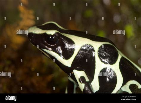 Poison Dart Frog, Dendrobatidae Stock Photo - Alamy