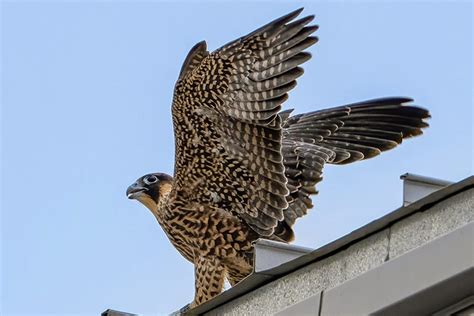 Finding their wings: Stunning photos show young falcons’ first flights ...