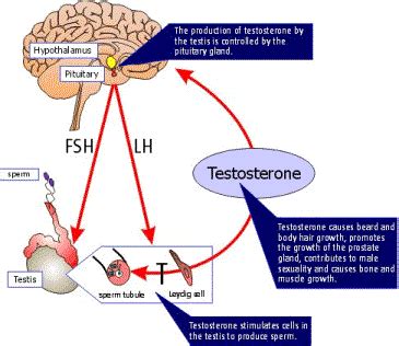 Supplements testosterone production, abs workout how to have six pack - level 4, what is the ...