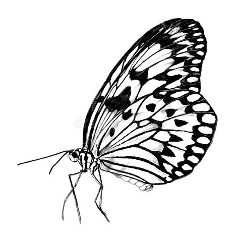 Butterfly Drawing Side View Stock Illustrations – 270 Butterfly Drawing Side View Stock ...