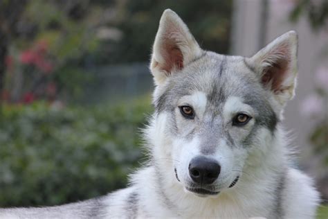 Tamaskan Dog / Tam / Tamaskan Husky / Finnish Dog | Tamaskan dog, Wolf ...