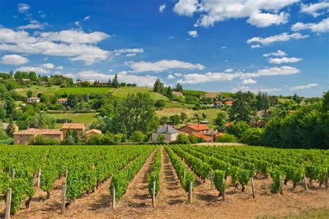 French Vineyards: Highlights of Southern France - SecondBottle