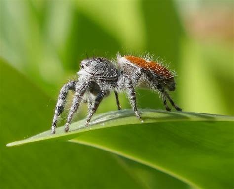 California Red Jumping Spider - Phidippus adumbratus - BugGuide.Net