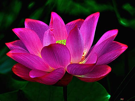 Update 58+ lotus wallpaper latest - in.cdgdbentre