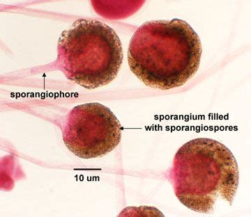 BIOL 230 Lab Manual: Sporangiospores of Rhizopus | Fungi | Pinterest ...