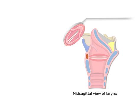 Glottis - Structure & Function | GetBodySmart