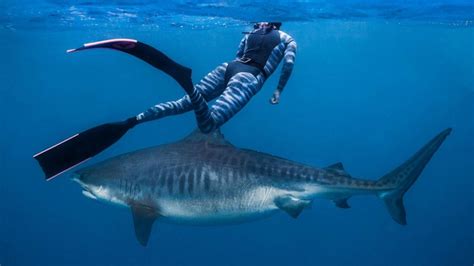 Say hello to Kamakai, the world's biggest tiger shark - ABC News