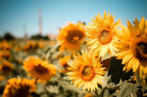 Free Sunflower Images