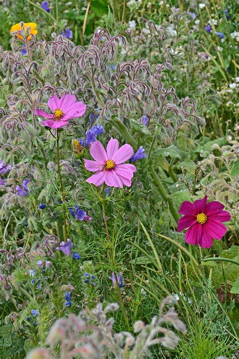 19 of the Best Flowering Companions for Cosmos