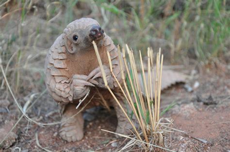 10+ Baby Pangolins Who Are The World’s Cutest Artichokes | Bored Panda