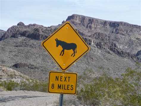 Equestrian Ink: The "Wild" Burros of Oatman, AZ