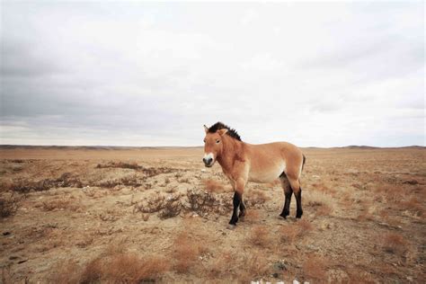 Year of the (Przewalski’s) Horse | Shanghai Street Stories