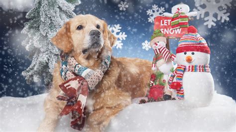 Wallpaper Golden Retriever in the winter, scarf, snow, snowman 1920x1440 Picture, Image