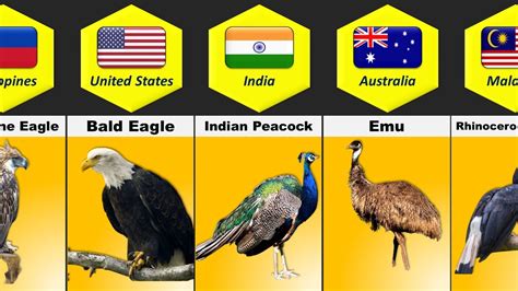 National Birds From Different Countries - YouTube