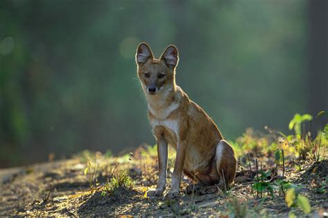 Kanha Wildlife Photo Safari | Wildlife Worldwide