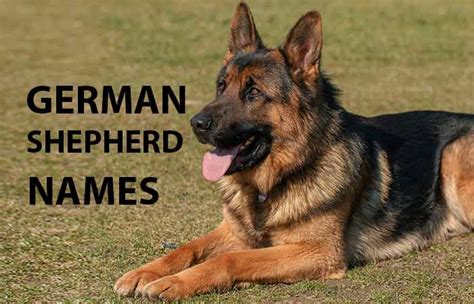 German Shepherd Names for Female and Male - Petnamee