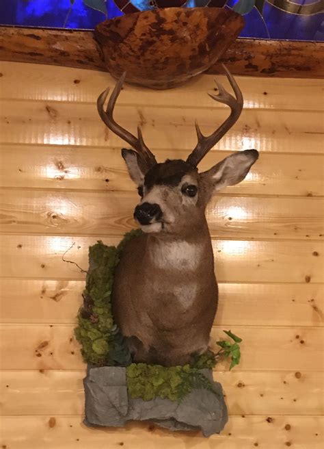 Sitka Deer F/S and wall habitat | Alaska Wilderness Arts and Taxidermy