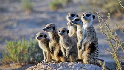 Meerkat – Facts, Size, Habitat, Pictures