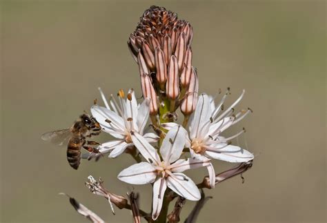 A Virginia Woolf Herbarium: #6 Asphodel