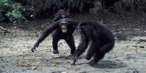 Chimps May Look Cute, But Controversial New Study Says They're Natural-Born Killers | HuffPost