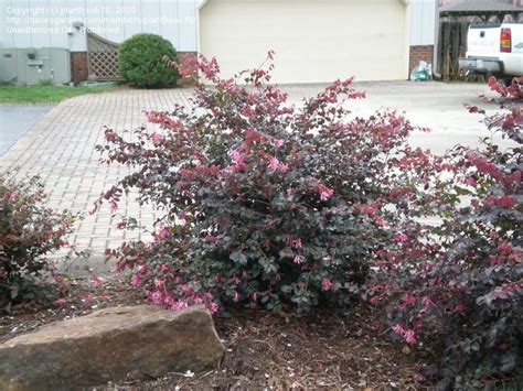 Full size picture of Chinese Witch Hazel, Chinese Fringe Flower, Pink Fringe Flower 'Ruby ...