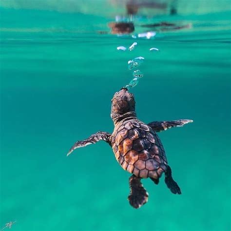 Discover the Beauty of Baby Sea Turtles