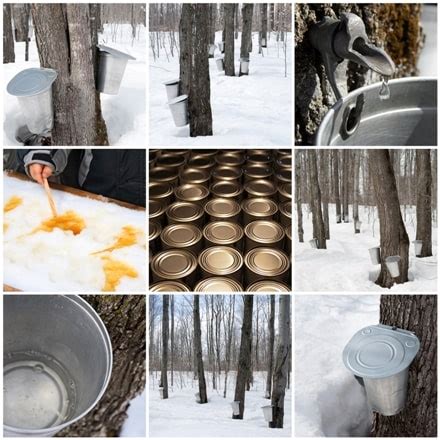 Maple-syrup-production | Caledon Treeland