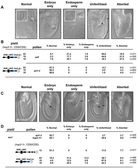 AtN•AtC mut øΔ, hap2-1 sperm are defective at double fertilization. (A ...