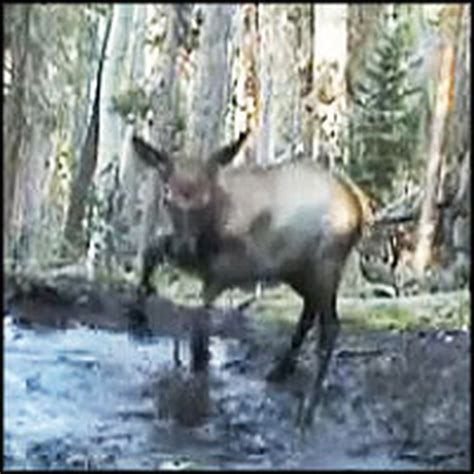 Baby Elk Splashes Joyfully in a Puddle - the CUTEST Thing Ever :)