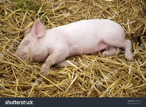 Cute Piglet Sleeping Stock Photo 3489027 : Shutterstock