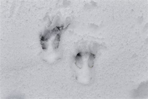 Deer footprints stock photo. Image of conifers, land, tree - 7103094